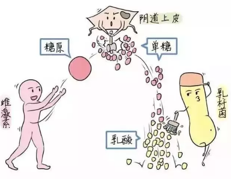 微生态香蕉视频成年人厂家教您如何观察分泌物样本性状